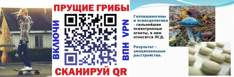 купить наркоту  МЕГА ссылка  Галлюциногенные грибы Psilocybe  Черемхово 